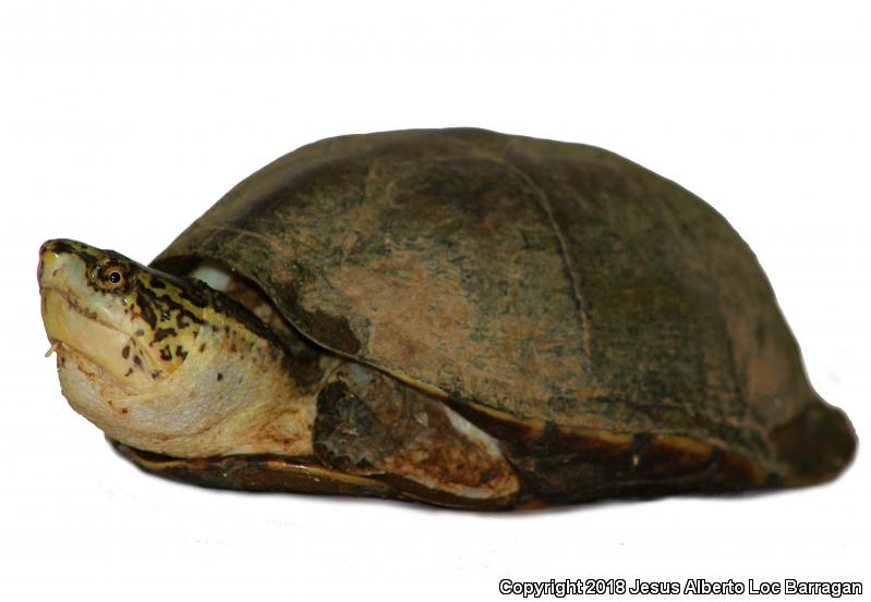 Mexican Mud Turtle (Kinosternon integrum)
