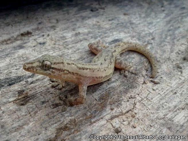 Common House Gecko (Hemidactylus frenatus)