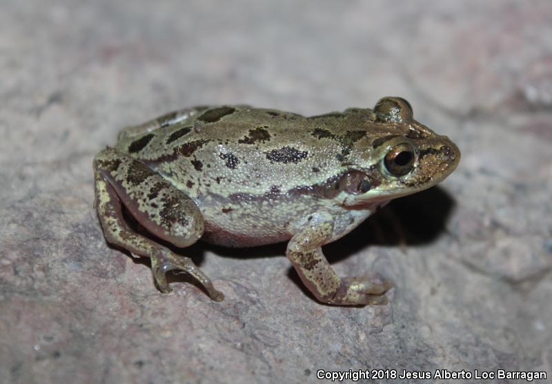 Lowland Burrowing Treefrog (Smilisca fodiens)