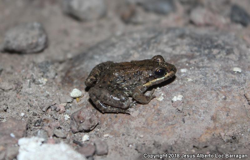 Sabinal Frog (Leptodactylus melanonotus)