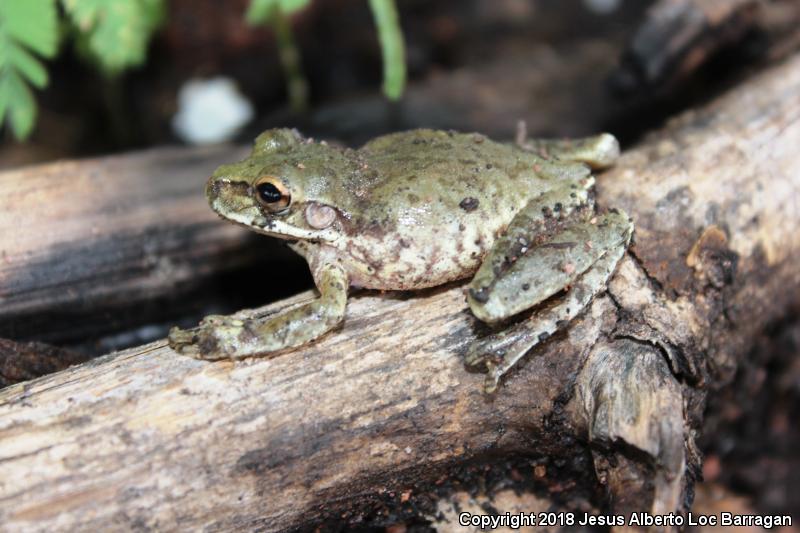 Mexican Treefrog (Smilisca baudinii)