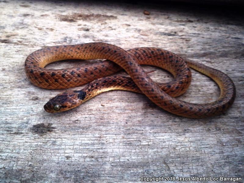 Collar Nightsnake (Hypsiglena torquata)