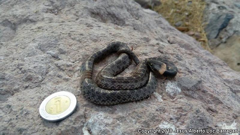 Collar Nightsnake (Hypsiglena torquata)