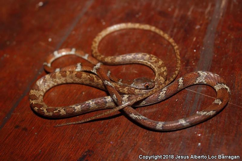 Central American Tree Snake (Imantodes gemmistratus)