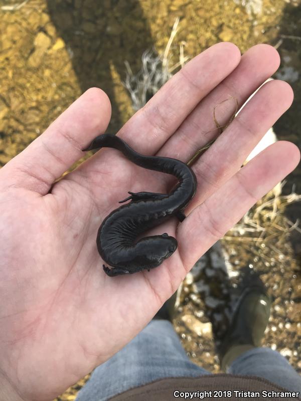 Small-mouthed Salamander (Ambystoma texanum)