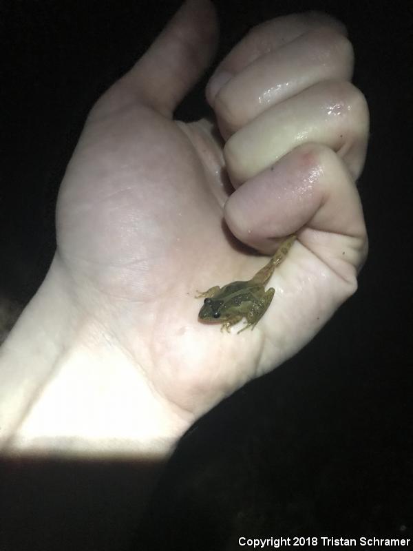 Southern Cricket Frog (Acris gryllus)