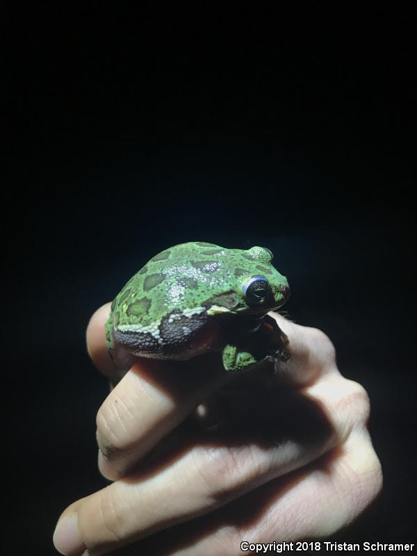 Barking Treefrog (Hyla gratiosa)