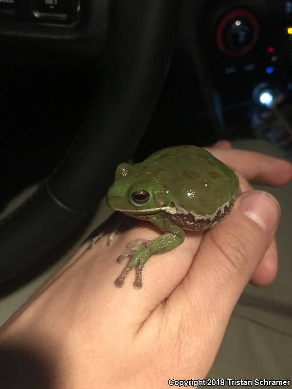 Barking Treefrog (Hyla gratiosa)