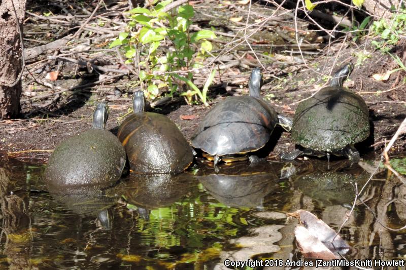 Florida Red-bellied Cooter (Pseudemys nelsoni)