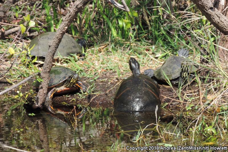 Florida Red-bellied Cooter (Pseudemys nelsoni)