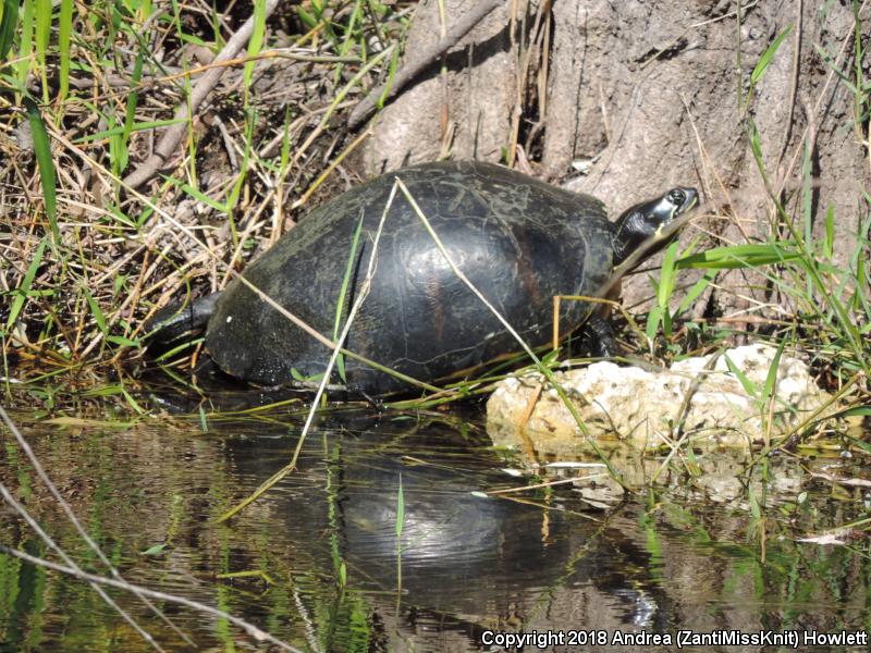 Florida Red-bellied Cooter (Pseudemys nelsoni)