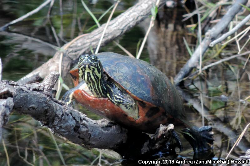 Florida Red-bellied Cooter (Pseudemys nelsoni)