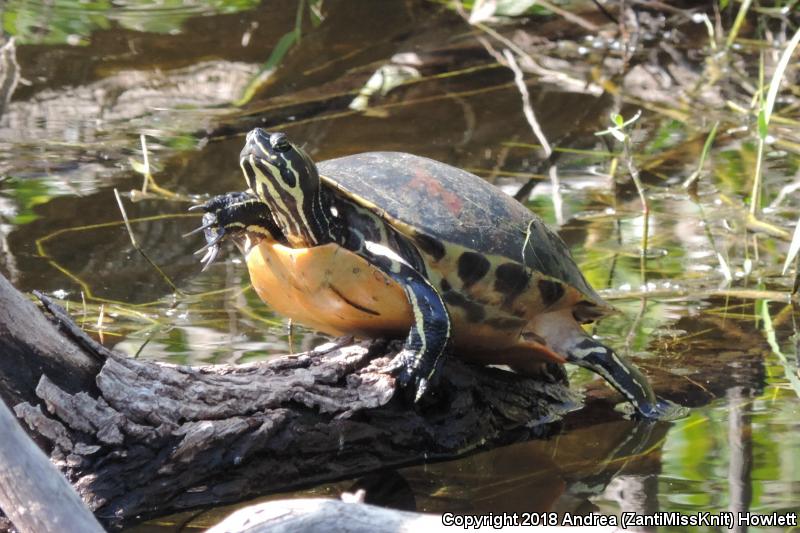 Florida Red-bellied Cooter (Pseudemys nelsoni)