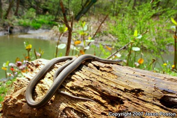 Queensnake (Regina septemvittata)