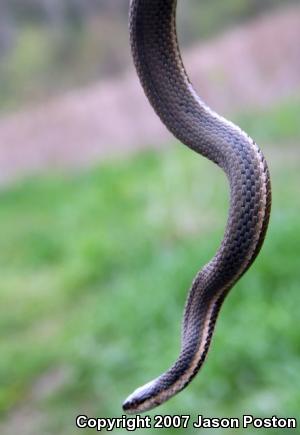 Queensnake (Regina septemvittata)