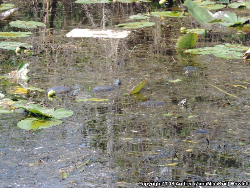 Florida Red-bellied Cooter (Pseudemys nelsoni)