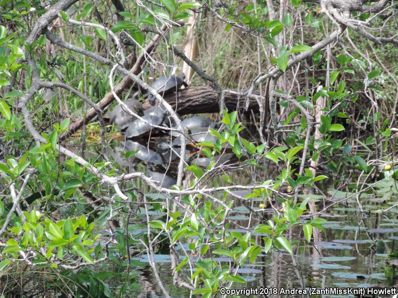 Florida Red-bellied Cooter (Pseudemys nelsoni)