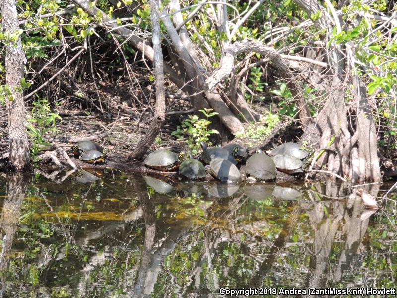 Florida Red-bellied Cooter (Pseudemys nelsoni)