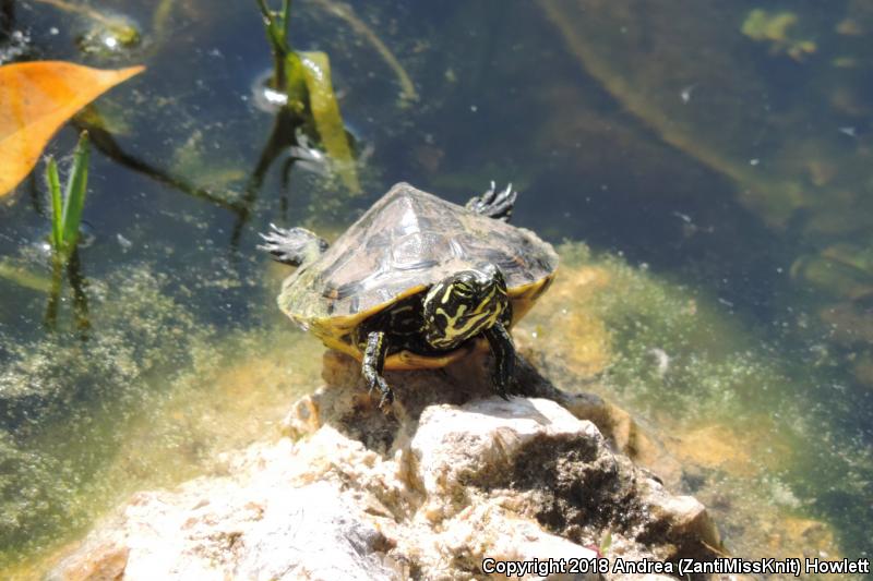 Florida Red-bellied Cooter (Pseudemys nelsoni)