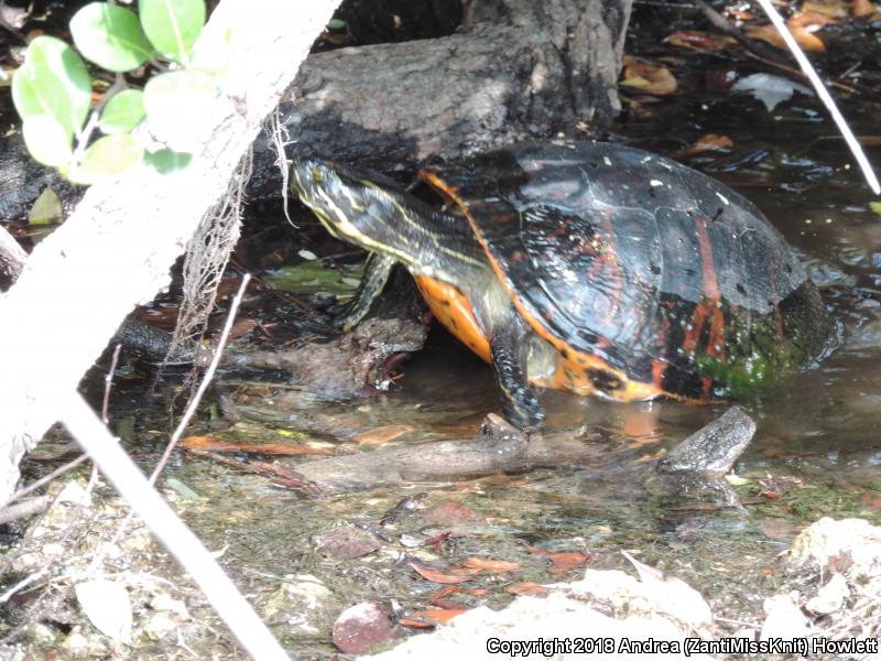 Florida Red-bellied Cooter (Pseudemys nelsoni)