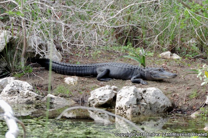 American Alligator (Alligator mississippiensis)