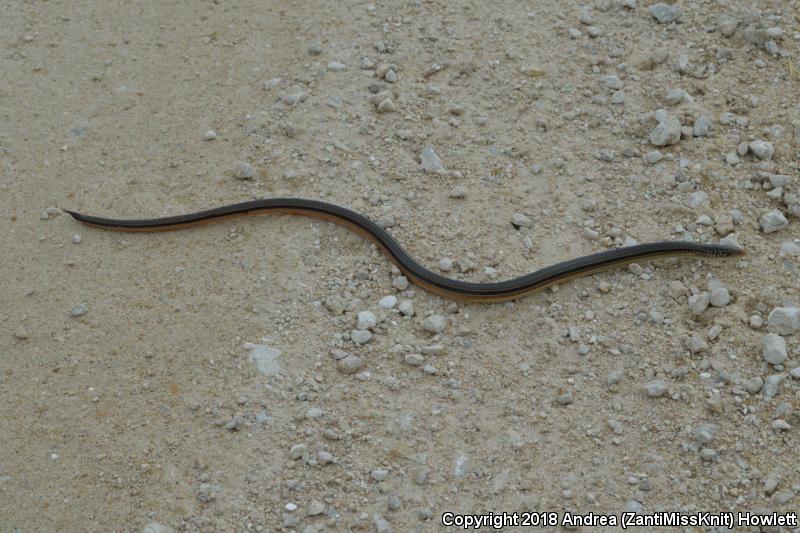 Eastern Glass Lizard (Ophisaurus ventralis)