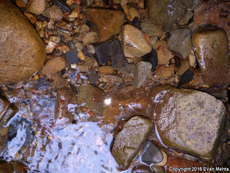 Southern Torrent Salamander (Rhyacotriton variegatus)