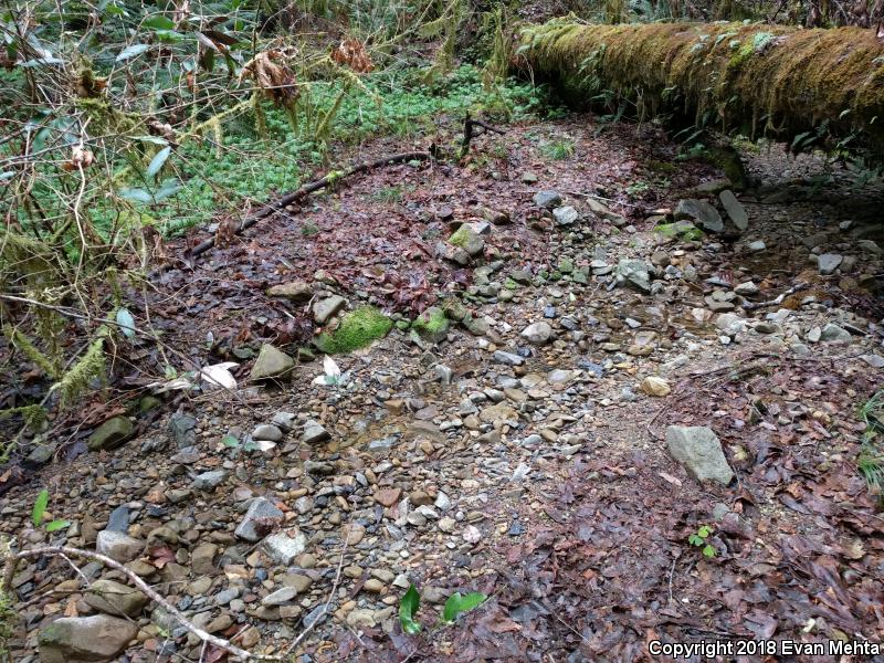 Southern Torrent Salamander (Rhyacotriton variegatus)