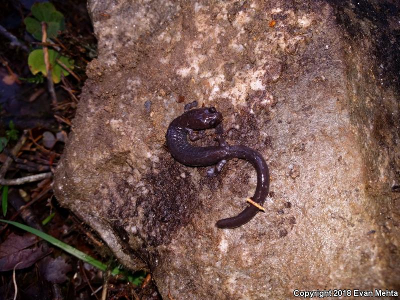 Del Norte Salamander (Plethodon elongatus)