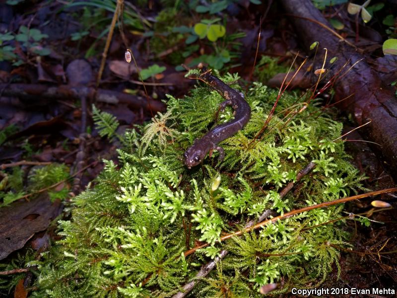 Del Norte Salamander (Plethodon elongatus)