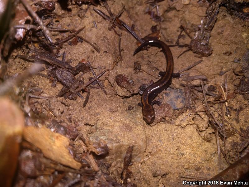 Del Norte Salamander (Plethodon elongatus)