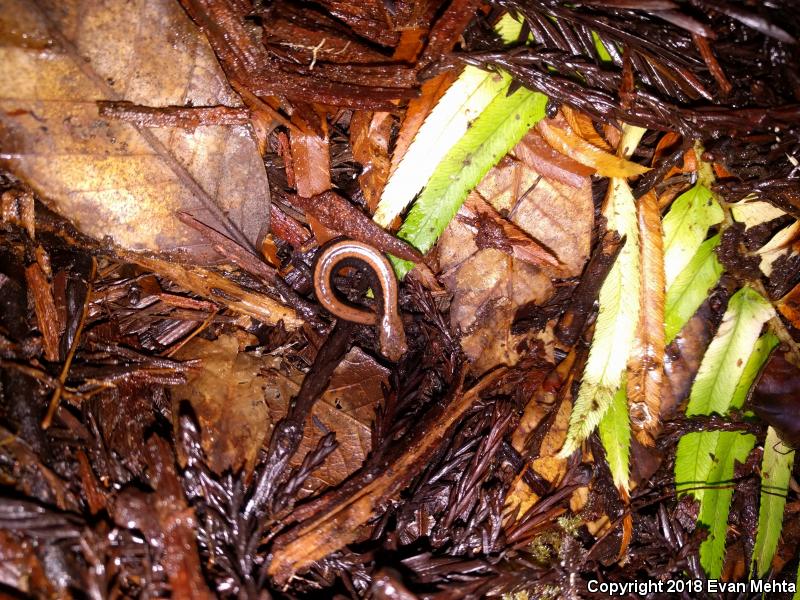 Del Norte Salamander (Plethodon elongatus)