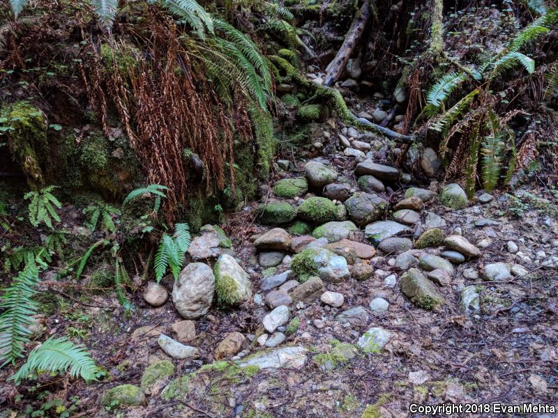 Del Norte Salamander (Plethodon elongatus)