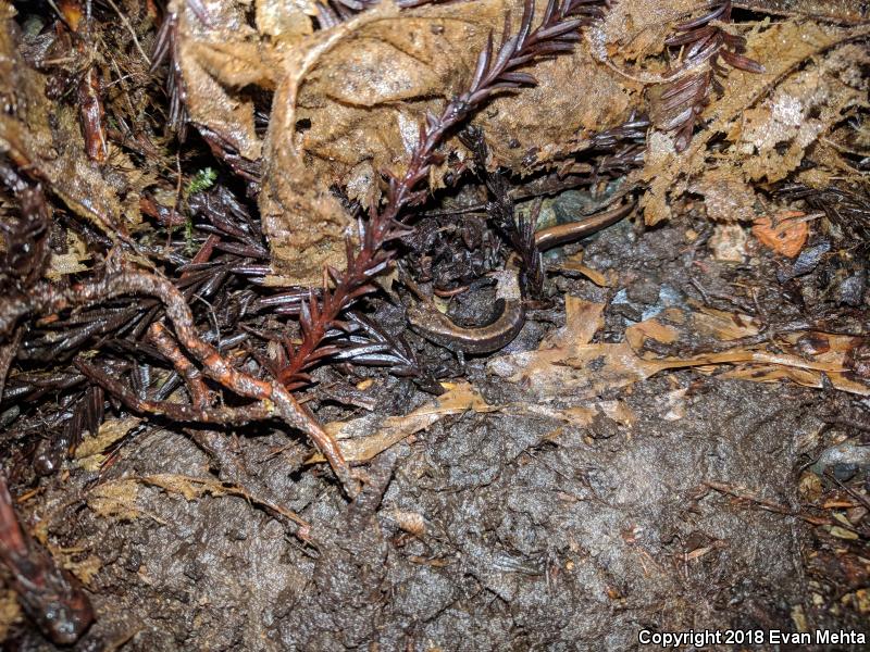 Del Norte Salamander (Plethodon elongatus)