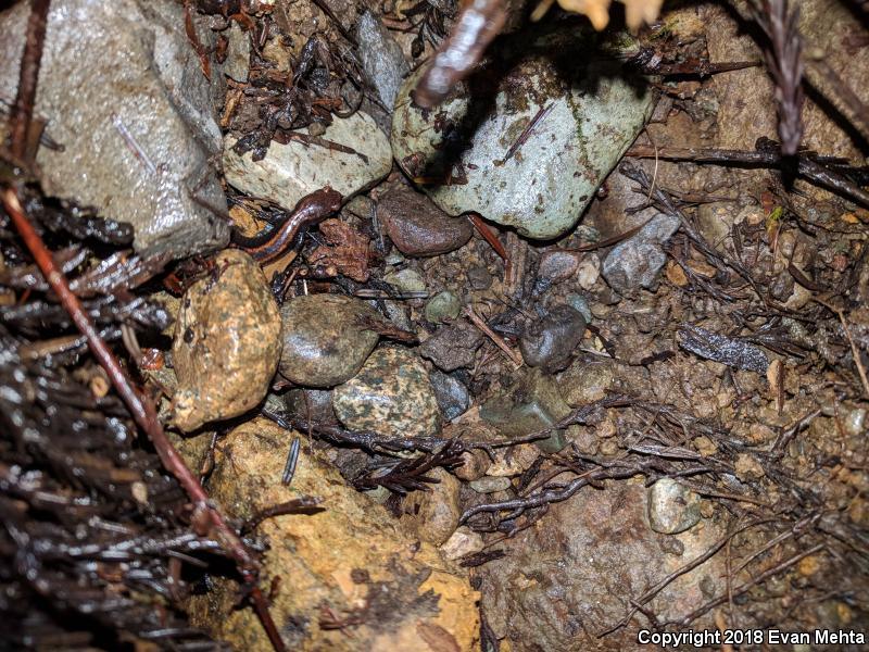 Del Norte Salamander (Plethodon elongatus)