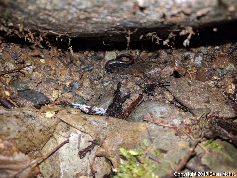 Del Norte Salamander (Plethodon elongatus)