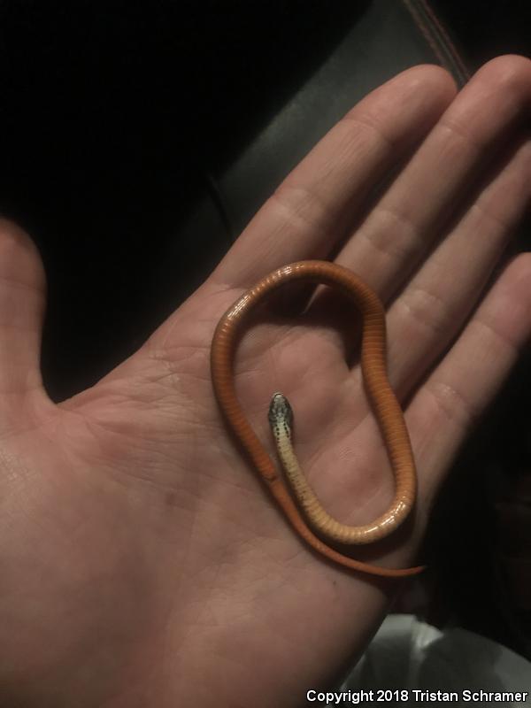 Florida Red-bellied Snake (Storeria occipitomaculata obscura)