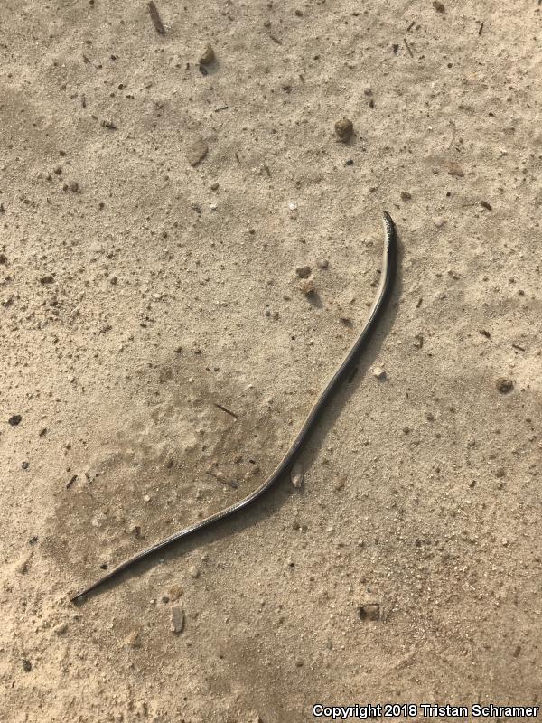 Eastern Glass Lizard (Ophisaurus ventralis)