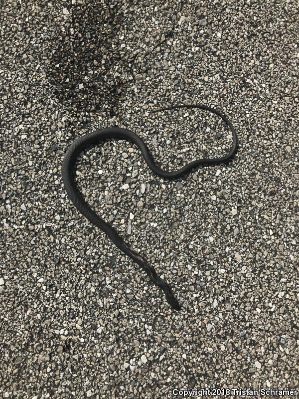 Brown-chinned Racer (Coluber constrictor helvigularis)