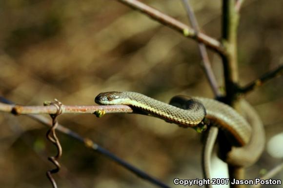 Queensnake (Regina septemvittata)