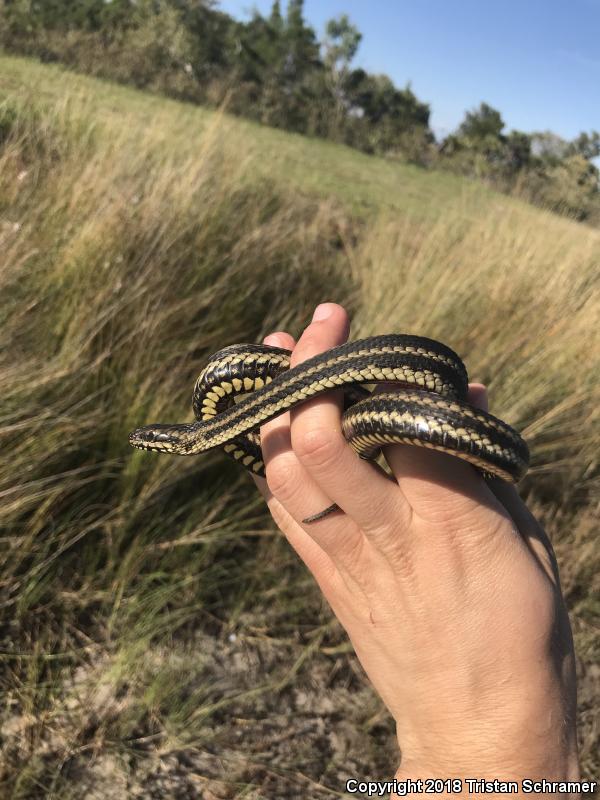 Saltmarsh Snake (Nerodia clarkii)