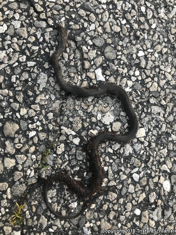 Brown-chinned Racer (Coluber constrictor helvigularis)