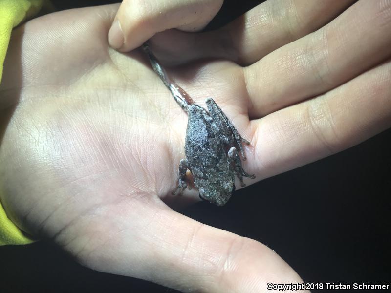 Pine Woods Treefrog (Hyla femoralis)