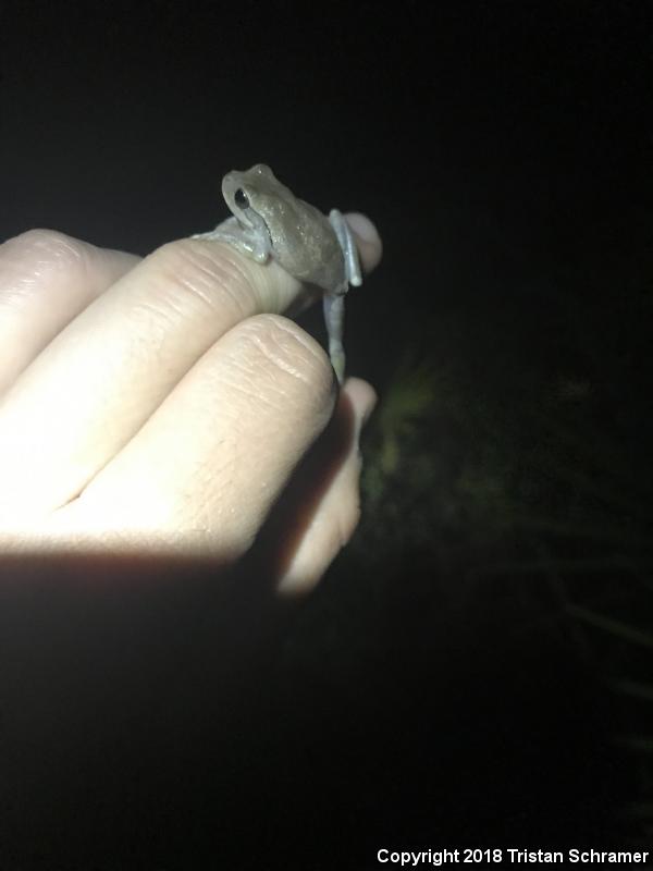 Pine Woods Treefrog (Hyla femoralis)