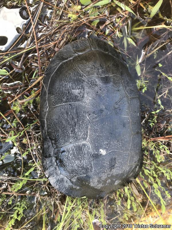 Chicken Turtle (Deirochelys reticularia)