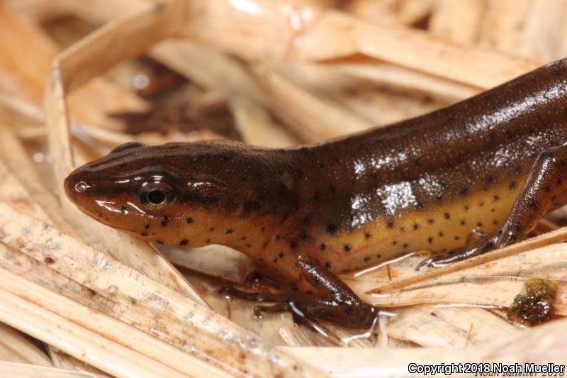 Peninsula Newt (Notophthalmus viridescens piaropicola)