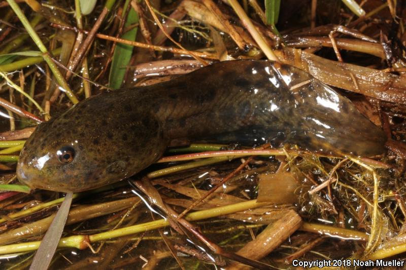 Gopher Frog (Lithobates capito)