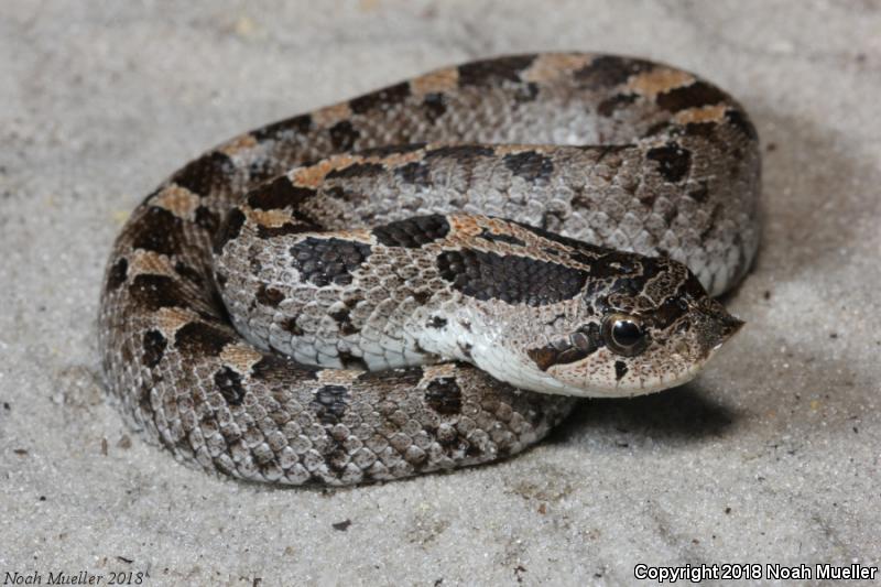 Southern Hog-nosed Snake (Heterodon simus)