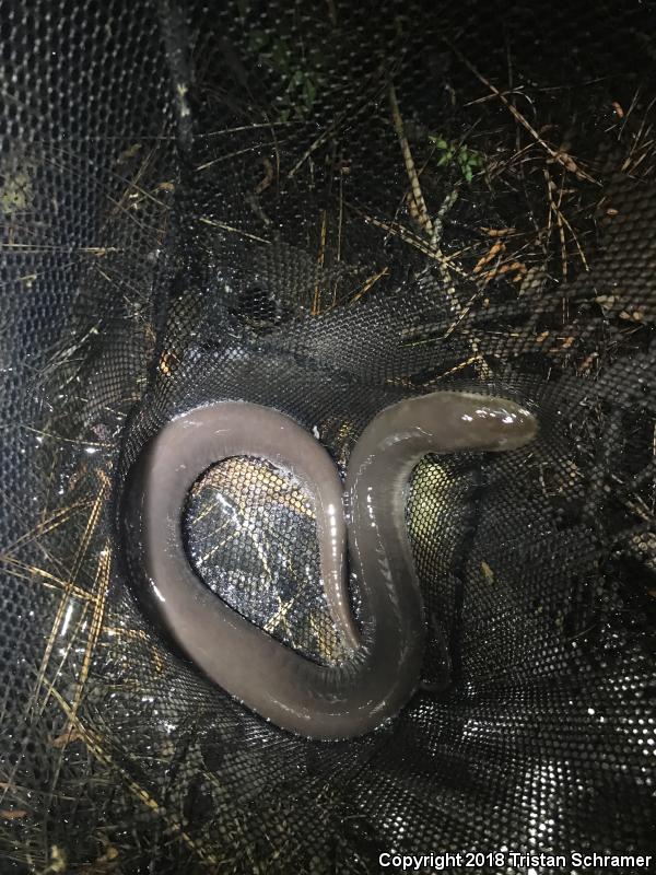 Two-toed Amphiuma (Amphiuma means)