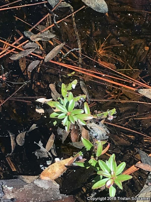 Southern Cricket Frog (Acris gryllus)